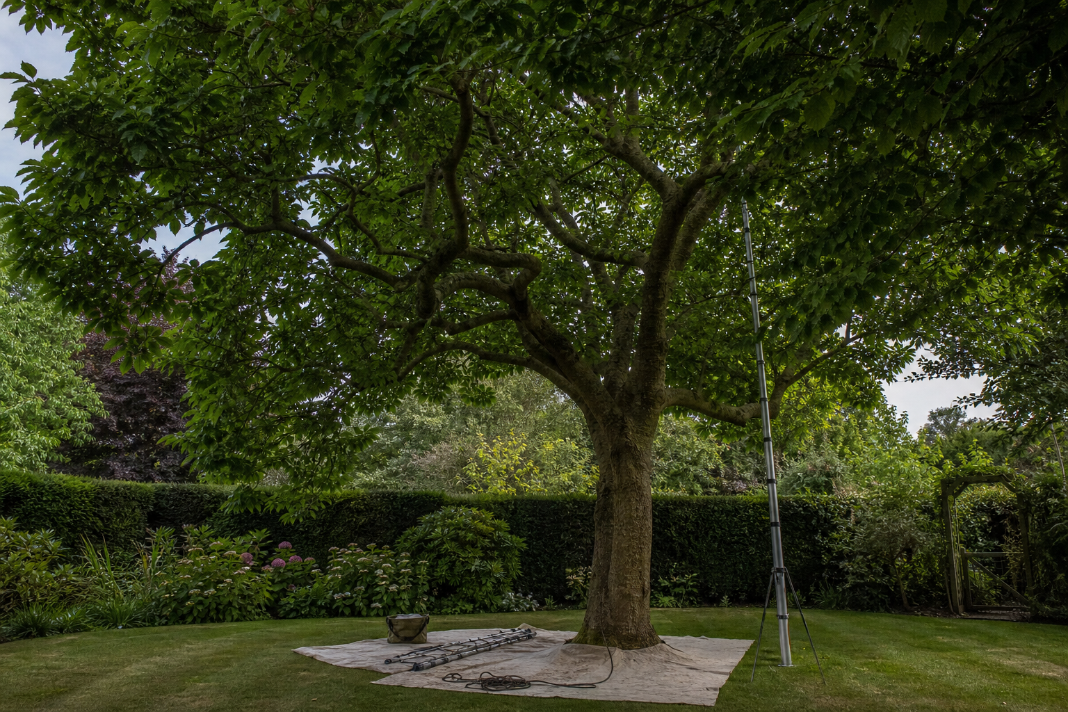 Representative mature canopy assessed for careful pruning and crown reduction
